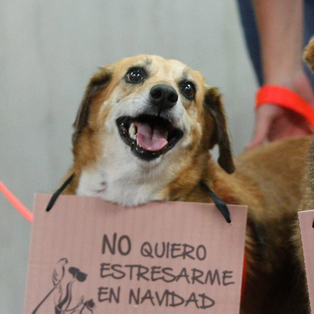 Afectación de la pólvora en la fauna